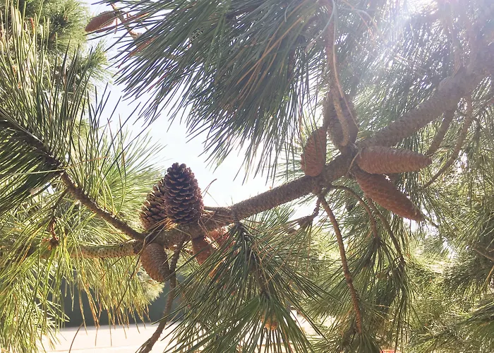 Wot Pinhalmar Soul מלון 3*