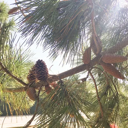 Wot Pinhalmar Soul Hotell 3*